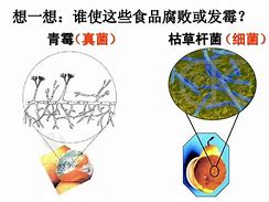 食人猪的世界：自然界中的极端生存策略